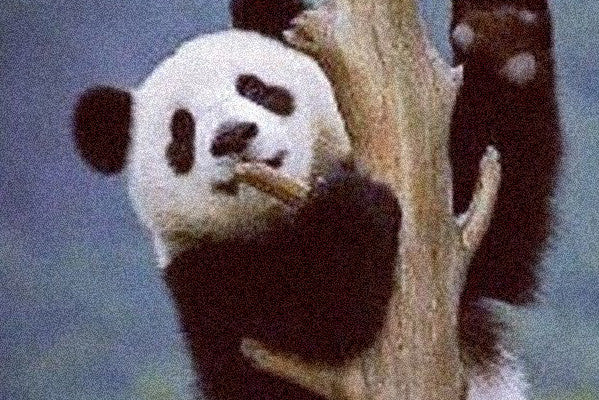 Panda looks to rebound