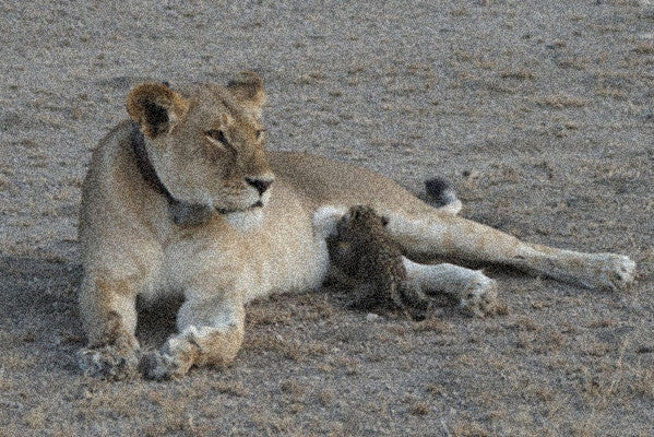 Wild Lioness Spotted Nursing A Baby Leopard